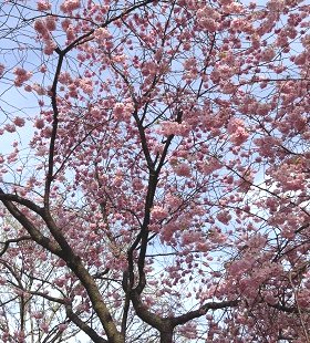 Om oss, träd i blomm
